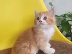Persian Female Kitten