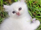 Persian Female Kitten