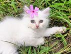 Persian female kitten
