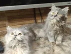 Persian Female Kitten