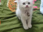 Persian Female Kitten