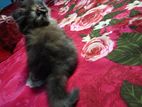 Persian female kitten