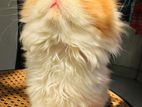 Persian Female Kitten