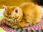 Persian female kitten for sale