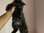 Persian female kitten for sale