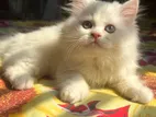 Persian Female Kitten