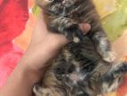 Persian Female Kitten sell