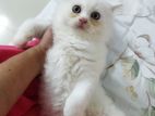 Persian Female kitten