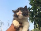 Persian female kitten