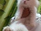 Persian Female Kitten