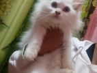 Persian Female Kitten