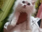 Persian Female Kitten