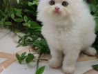 persian female kitten