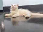 Persian Female kitten