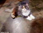Persian Female Kitten - Long Coat