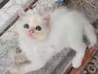 persian female kitten