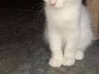 Persian Female Kitten Sale (himalayan)