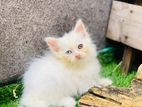 Persian Female Kitten