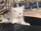 persian Female kitten(odd eye)