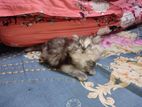Persian female kittens