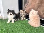 Persian female kittens