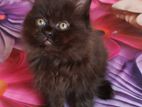 Persian Female kittens
