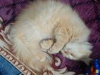 Persian Female Kittens White And Ginger