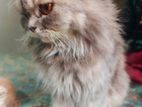 Persian Female Mother Cat