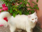 Persian female odd eye Adult Cat