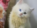 Persian female odd eyes kitten