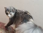 Persian Female Running Cats For Sell.