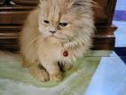 Persian Female Semi Punch Triple Coat.