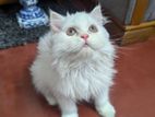 Persian female Triple coat