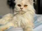 Persian Female tripole coat cat