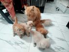 Persian female with 4 kittens