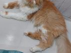 Persian female(Spayed) cat