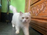 Persian Fimale Cat