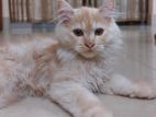 Persian male cate