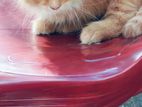 Persian cat sell
