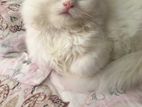Persian Cat Sell