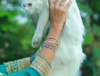 Persian cat sell