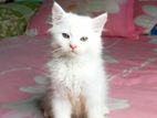 Persian cat for sell