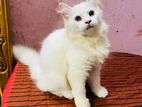 Persian cat