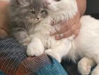 Persian cat