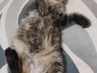 Cat for sale