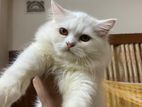 Persian