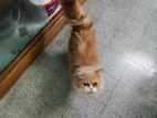 Persian