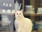 Persian cat