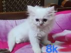 Persian Cat For Sell