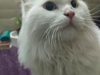 Persian
